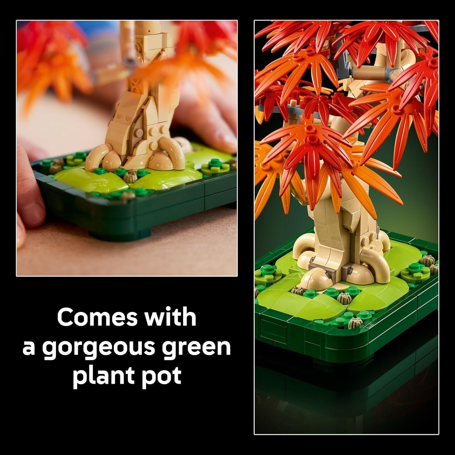 Botanicals Japanese Red Maple Bonsai Tree Building Kit for Adults 18+ -  10348