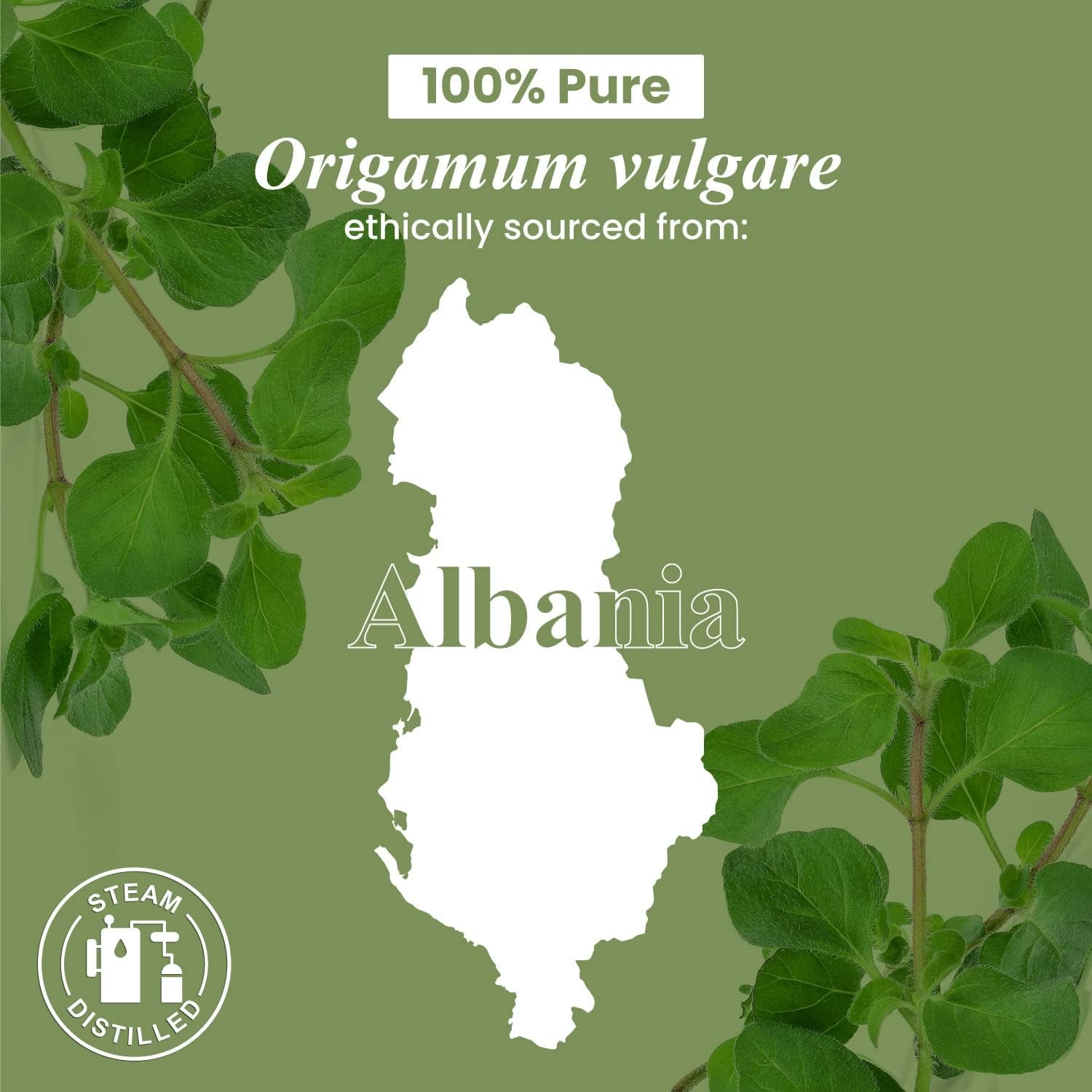 Oregano Essential Oil - 118 ml - 100% Pure and Natural - Premium Quality with Glass Dropper